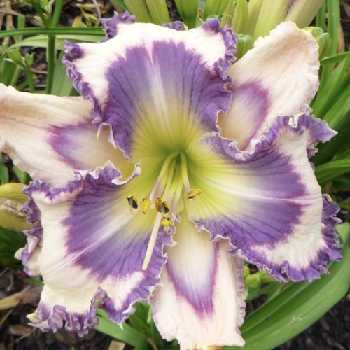 Geneva Blue Moon - Sold Out